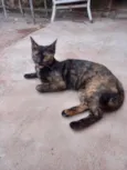Hiena