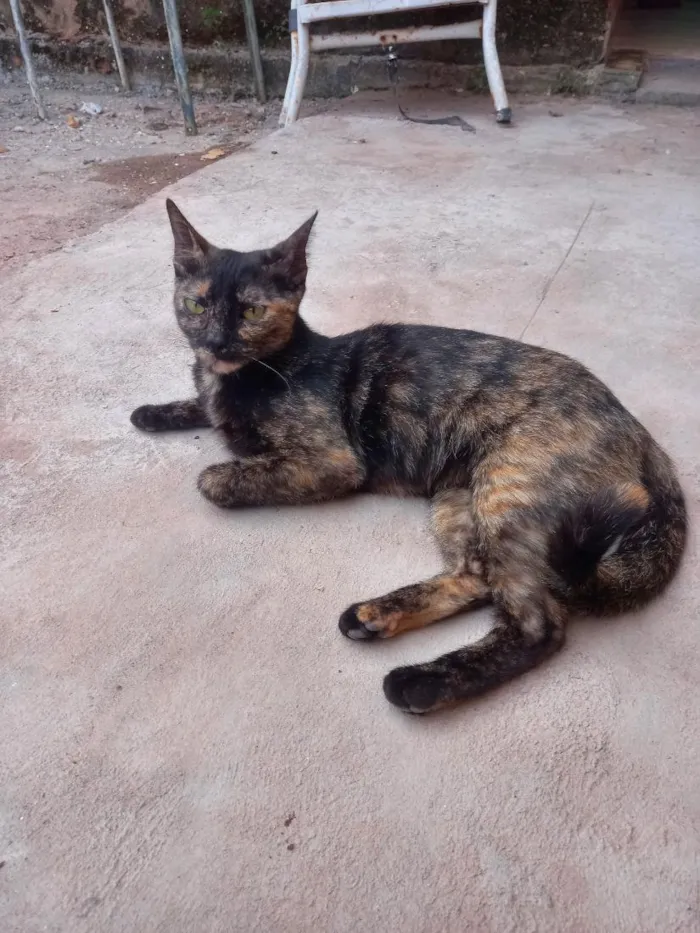 Gato raça SRD-ViraLata idade 1 ano nome Hiena