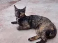 Hiena