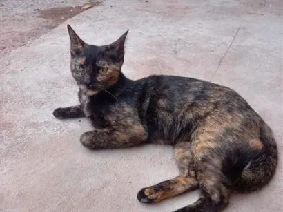 Gato raça SRD-ViraLata idade 1 ano nome Hiena