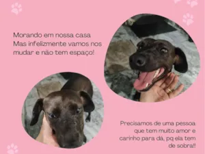 Cachorro raça SRD-ViraLata idade 1 ano nome Cacau 
