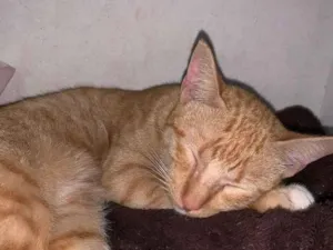 Gato raça SRD-ViraLata idade 1 ano nome Simba