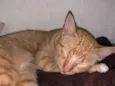 Simba