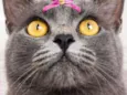Safira 