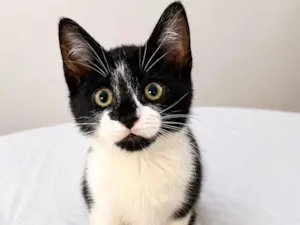 Gato raça SRD-ViraLata idade 2 a 6 meses nome Robin