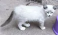 LEILA MIX