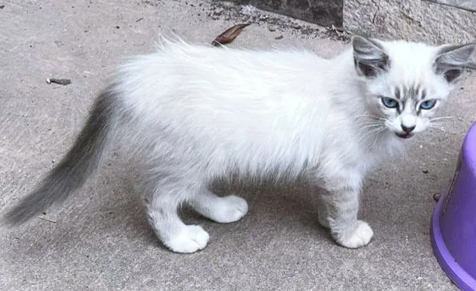 Gato raça SRD-ViraLata idade 2 a 6 meses nome LEILA MIX
