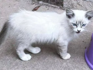 Gato raça SRD-ViraLata idade 2 a 6 meses nome LEILA MIX