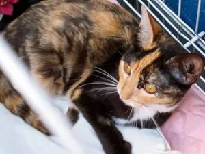 Gato raça SRD-ViraLata idade 2 a 6 meses nome MIRINHA TRICOLOR