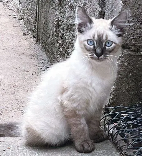 Gato raça SRD-ViraLata idade 2 a 6 meses nome ARI MIX