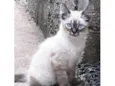 ARI MIX