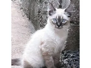 Gato raça SRD-ViraLata idade 2 a 6 meses nome ARI MIX