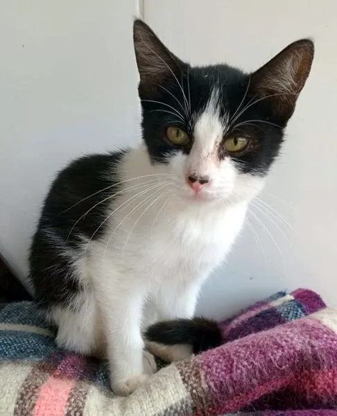 Gato raça SRD-ViraLata idade 2 a 6 meses nome ARTAXO FRAJOLA