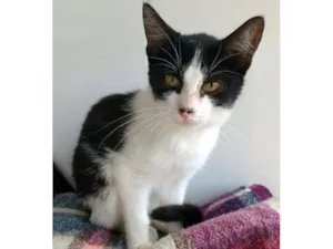 Gato raça SRD-ViraLata idade 2 a 6 meses nome ARTAXO FRAJOLA