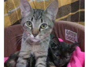 Gato raça SRD-ViraLata idade 2 a 6 meses nome GIO TIGRADO