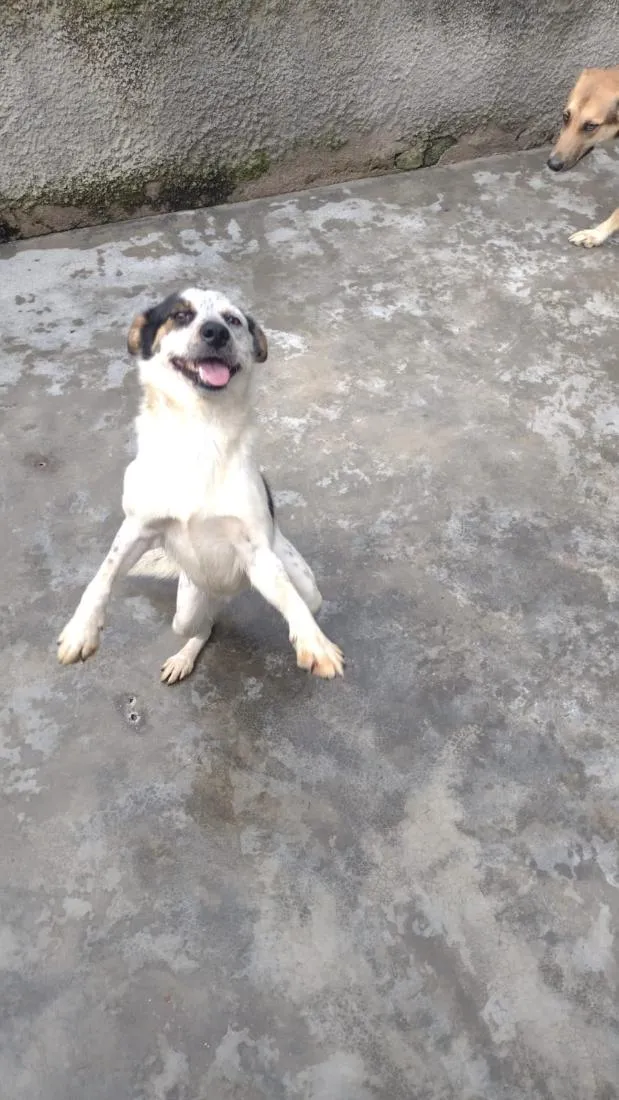 Cachorro raça SRD-ViraLata idade 1 ano nome Malu