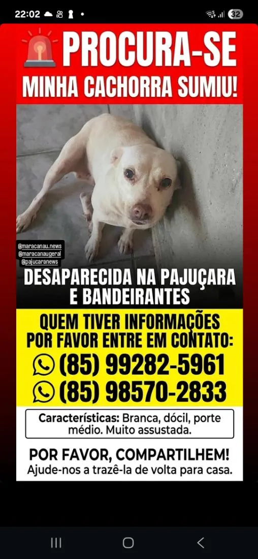 Cachorro raça SRD-ViraLata idade  nome branquinha