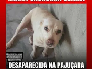 Cachorro raça SRD-ViraLata idade  nome branquinha