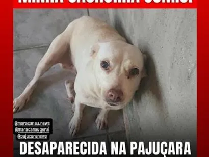 Cachorro raça SRD-ViraLata idade  nome branquinha