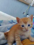 Gatinho 