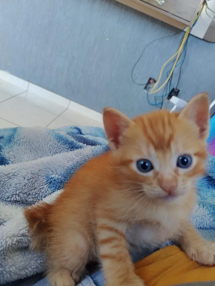 Gato raça SRD-ViraLata idade Abaixo de 2 meses nome Gatinho 