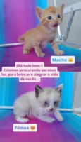 Gatinho 