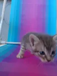 Gatinho 