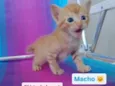 Gatinho 