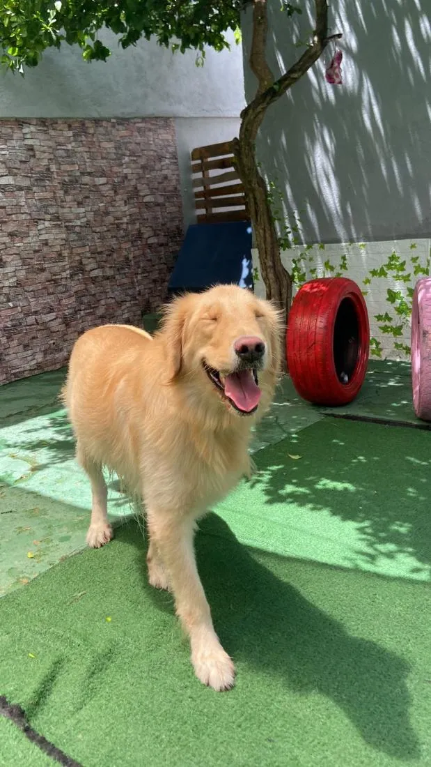 Cachorro raça Golden Retriever idade 2 anos nome Sheik