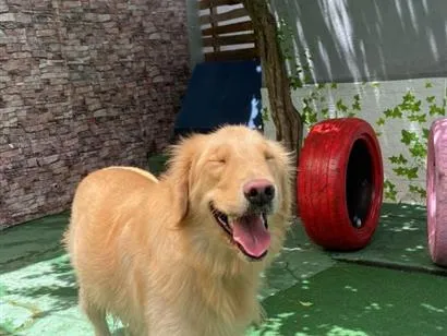 Cachorro raça Golden Retriever idade 2 anos nome Sheik