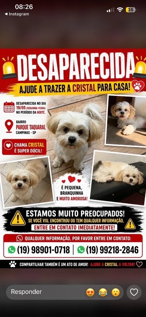 Cachorro raça Shitzu idade 3 anos nome Cristal