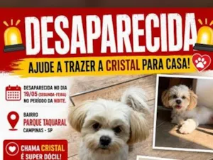 Cachorro raça Shitzu idade 3 anos nome Cristal