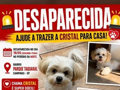 Cachorro raça Shitzu idade 3 anos nome Cristal