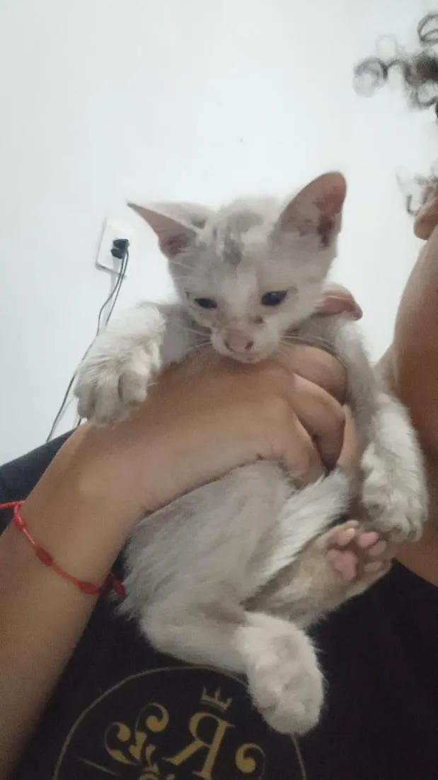Gato raça SRD-ViraLata idade 2 a 6 meses nome Nota