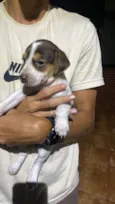 Formiga 