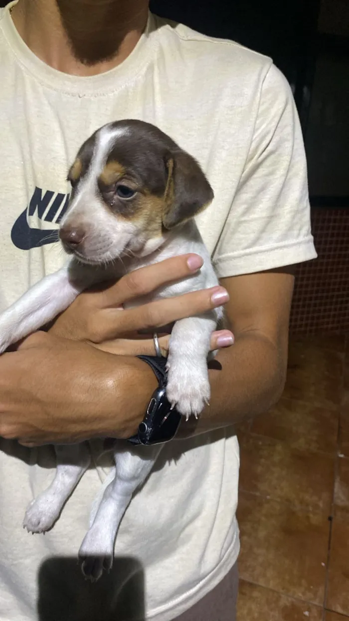 Cachorro raça SRD-ViraLata idade 2 a 6 meses nome Formiga 