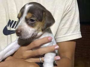 Cachorro raça SRD-ViraLata idade 2 a 6 meses nome Formiga 