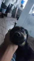 toby