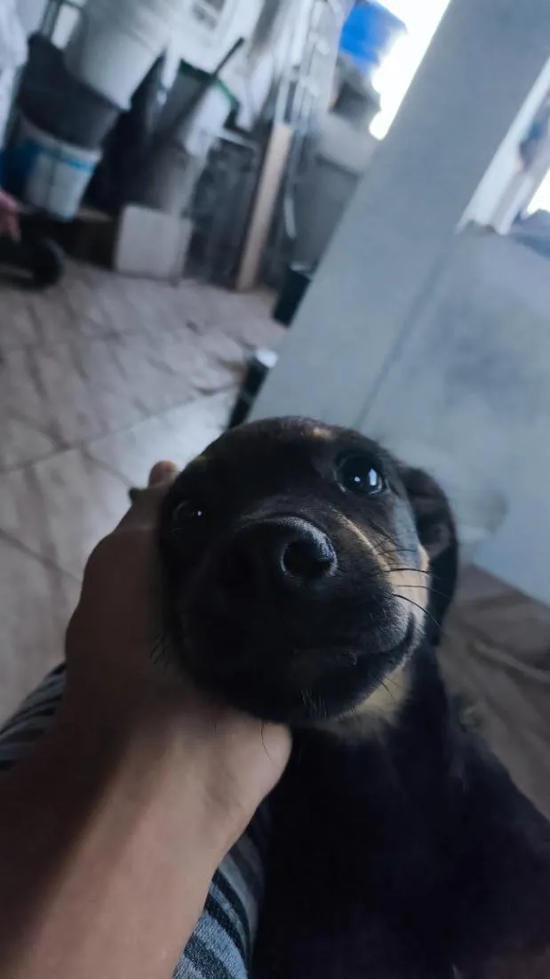 Cachorro raça SRD-ViraLata idade 2 a 6 meses nome toby