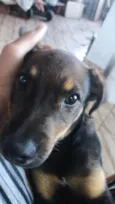 toby