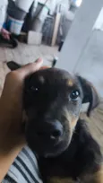 toby