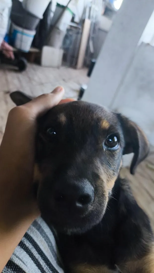 Cachorro raça SRD-ViraLata idade 2 a 6 meses nome toby