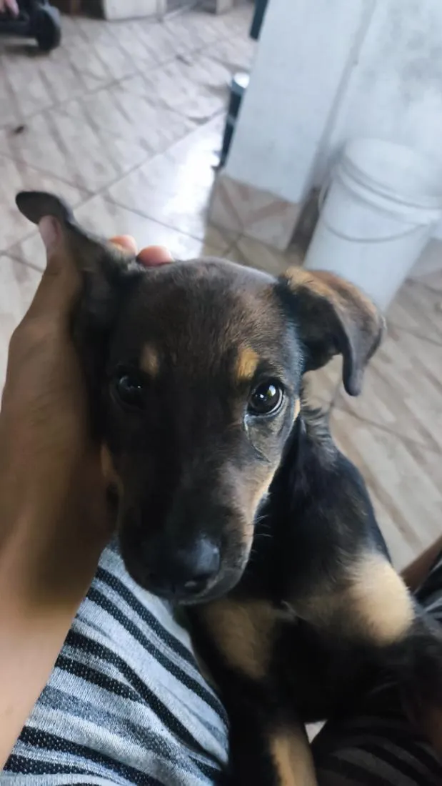 Cachorro raça SRD-ViraLata idade 2 a 6 meses nome toby