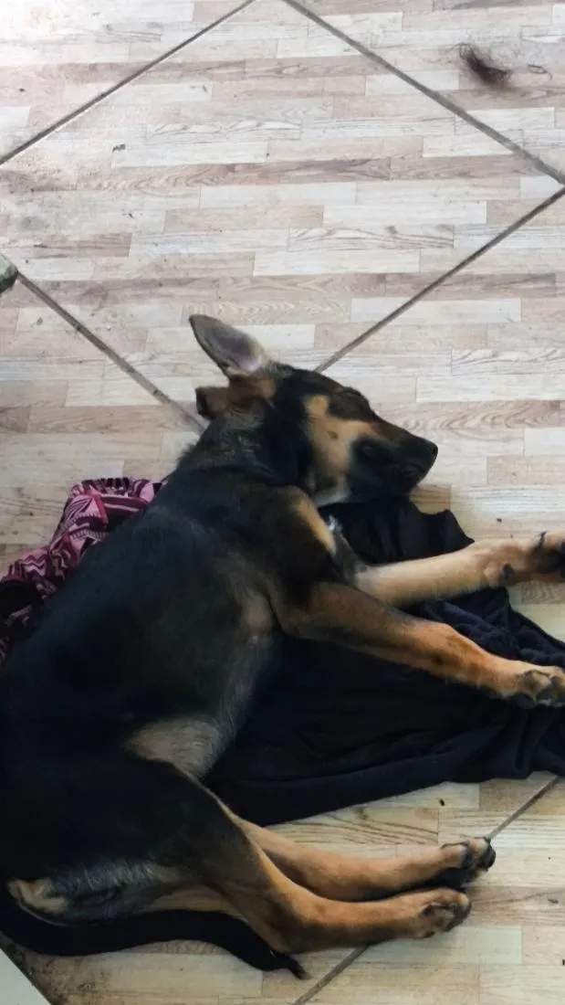 Cachorro raça SRD-ViraLata idade 2 a 6 meses nome toby