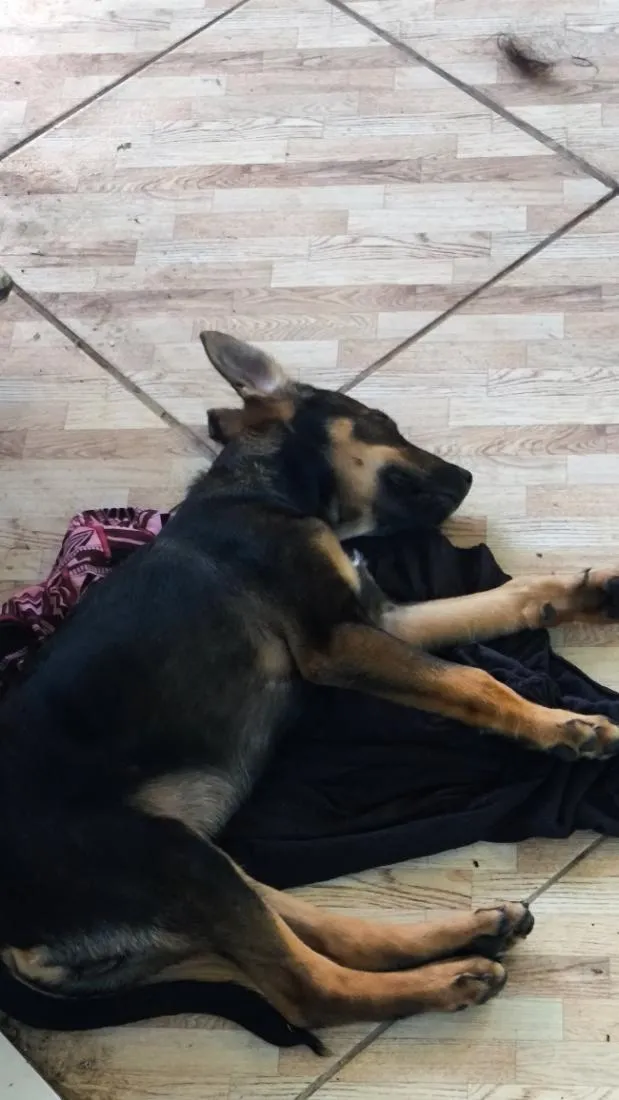 Cachorro raça SRD-ViraLata idade 2 a 6 meses nome toby