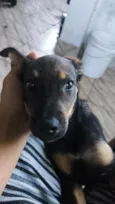 toby