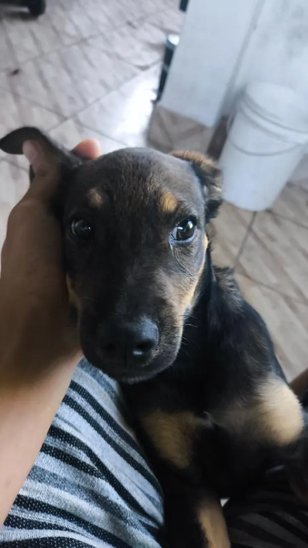 Cachorro raça SRD-ViraLata idade 2 a 6 meses nome toby