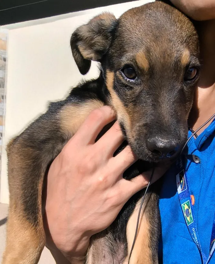 Cachorro raça SRD-ViraLata idade 2 a 6 meses nome toby