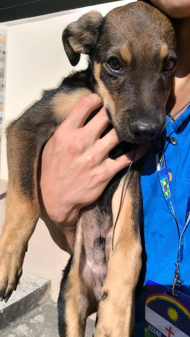 Cachorro raça SRD-ViraLata idade 2 a 6 meses nome toby