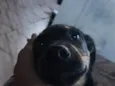 toby